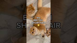 the BRITISH SHORTHAIR 🐱catbreed [upl. by Marmion]