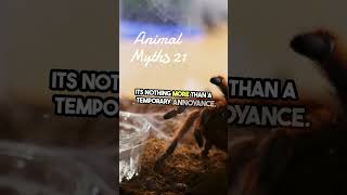 Tarantula Bites Fact vs Fiction Animal Myths 21 [upl. by Aihtenak]