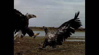 Amazing Footage of a Pair of Bald Eagles Clashing [upl. by Einnoj343]