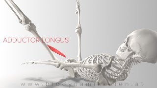 Adductor Longus 3D Animation 4k [upl. by Nnad545]