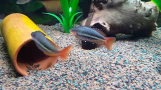 Melanotaenia Australis male rainbowfish sparring Feb 2017 [upl. by Pelletier203]