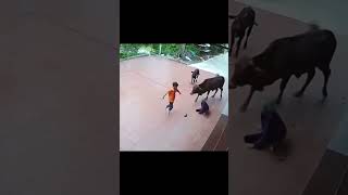 Brave Child defends his grandmother from a cow attack animals shorts viralvideo cute cats [upl. by Ettenom939]