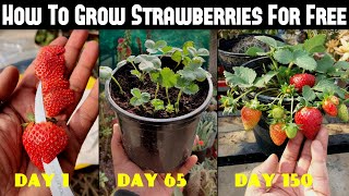 How To Grow Strawberries From Seed  SEED TO HARVEST [upl. by Tedman]