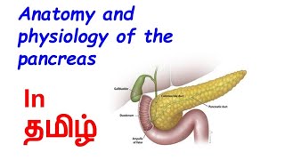 Anatomy and physiology of the pancreas in tamil [upl. by Ailad]