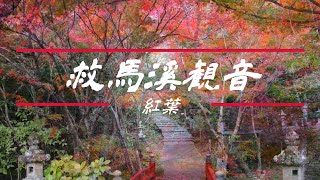 救馬溪観音 紅葉フォト動画 2024年12月5日撮影 [upl. by Enogitna]