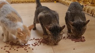 They are eating foods in the morning cats animal funny video longs [upl. by Lilian]