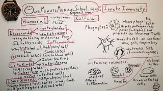 Innate Immunity  One Minute Medical School [upl. by Nidnal]