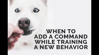 When to Add Your Command While Training a New Behavior [upl. by Attenreb491]