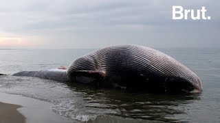 Les animaux peuventils se suicider [upl. by Eolhc428]