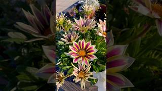 Gazania rigens gazania flowers flower flowerbed [upl. by Enihsnus]