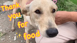 We met a stray dog named Mask❤️ dog lover should watch this videostray dog video [upl. by Ifen302]