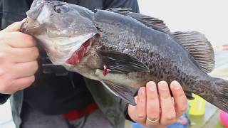 Rock Fish fishing in Coos Bay Oregon [upl. by Kauffman]