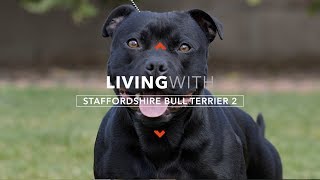 LIVING WITH STAFFORDSHIRE BULL TERRIERS 2 PROTECTION WORK [upl. by Dwaine]