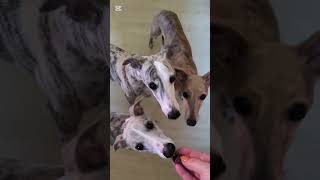 Whippets amp beef liver  yummy [upl. by Christie909]