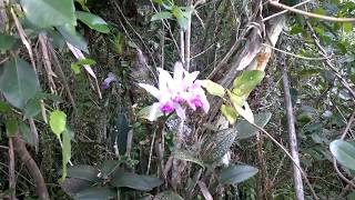 Orquídea Cattleya intermedia  habitat natural  Atlantic Forest Orchid in the Wild [upl. by Macdermot]