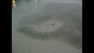 Blacktip Reef Sharks in Huge Shoal of Fish at Kuredu Maldives [upl. by Romeo570]