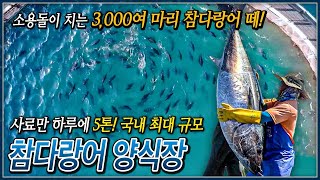 전 세계 참치 어획량의 1도 되지 않는 최고급 횟감 참다랑어가 무려 3000여 마리  국내 최대 규모 참다랑어 양식장  극한직업│골라듄다큐 [upl. by Pulling]