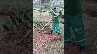 Jardim novo no parque cremerie em Petrópolis RJ vejam [upl. by Quiteri191]