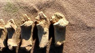 Palaeolithic Bone Tools archaeology Very rare c600800000 years old [upl. by Htebzile869]