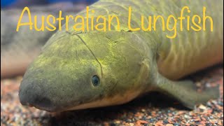 Australian Lungfish Neoceratodus forsteri [upl. by Lacsap219]