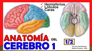 🥇 ANATOMÍA DEL CEREBRO 12 Telencéfalo ¡Explicación Sencilla [upl. by Margaretta781]