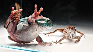 Australian Green Tree Frog VS Lizard [upl. by Ayt]