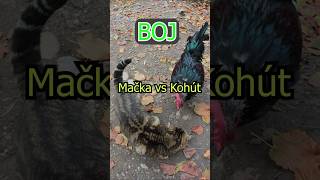 Bitka o sušienku 🐓🫓🐈 [upl. by Annoif12]