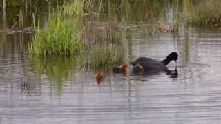 Fulica atra Meerkoet Eurasian Coot [upl. by Sardse]