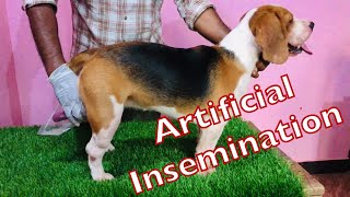 HOW TO DO ARTIFICIAL INSEMINATION IN DOGS mating dogmating dogmatika artificialinsemination [upl. by Refinej]