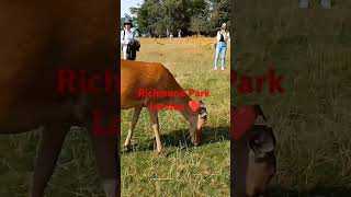 Richmond Park 🏞️ London ❤️ UK ❤️2024🙏❤️🙏 [upl. by Ayel]