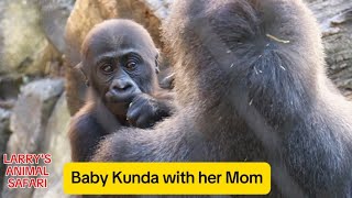 Baby Gorilla  Kunda with Kebi 57  babygorillas [upl. by Hoenack263]