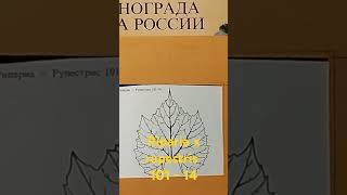 Подвой Riparia x Rupestris 10114 Один из самых распространённых подвоев привитого виноградва [upl. by Edva]