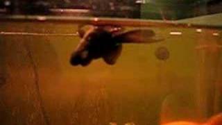 Swim Bladder Disease [upl. by Lrub]