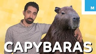 What is a Capybara and Why is it So Chill  Mashable Explains [upl. by Tonye]