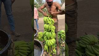 Hariom Banana loading rajpipla ka loading Banana cutting ✂️and Harvesting🌱 viral shorts [upl. by Alane]