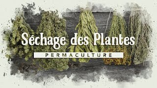 Le séchage des plantes [upl. by Adanama]