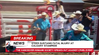 Fatal injury at Calgary Stampede steer wrestling July 8 2024 [upl. by Gilba]