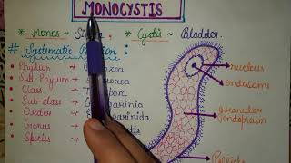 Monocystis  Bsc 1st year zoology Ashna Siddiqui Hinglish [upl. by Erkan]