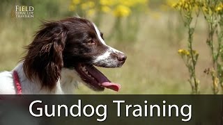 Gundog Training With Andy Cullen [upl. by Launam]