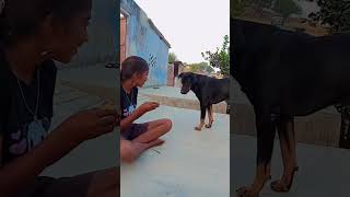 dog shiro doglover shirothebeagle funny jerrythelabrador puppy sheroo labrador love [upl. by Byers]