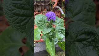 Annual ageratum bloomed late because I started seeds late [upl. by Hidie]