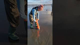 Digging Razor Clam In Washington beach shorts razorclams seafood clamming [upl. by Bloomer]