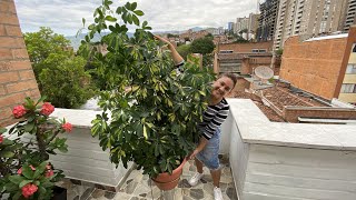 Schefflera 🍀 MI SECRETO para REPRODUCIR muchos ESQUEJES  Mis Plantas [upl. by Atived925]