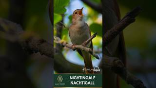 Singing Nightingale  The best Bird Song 🌿🎶🐦💖 [upl. by Anaynek]