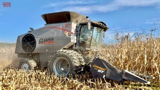 GLEANER S97 Combine Harvesting Corn [upl. by Annaeirb]