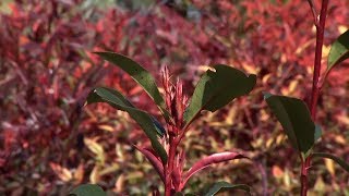 Photinia fraserii red robin características y cuidados  Decogarden  Jardinatis [upl. by Raddie219]