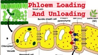 Phloem Loading and Unloading in plantamp Traslocation of food in plantsamp Mechanism of transportation 🌿 [upl. by Yanahs]