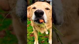 This Dog Steals Carrots 🤣❤️ [upl. by Leandra]