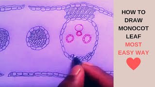 How to draw internal structure of Monocot leaf  Isobilateral leaf  Anatomy  in details [upl. by Yelloh]