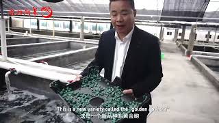 The largest abalone aquaculture base in Guangdong Province [upl. by Joung]